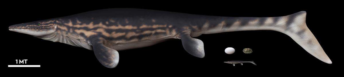 An artist’s interpretation of a mosasaur, an extinct marine reptile that scientists think may have laid the egg. An adult mosasaur is shown next to the egg and a hatchling.