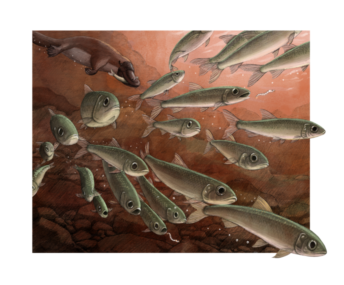 The fish were darker on the back, lighter on the stomach and had two bands of color.