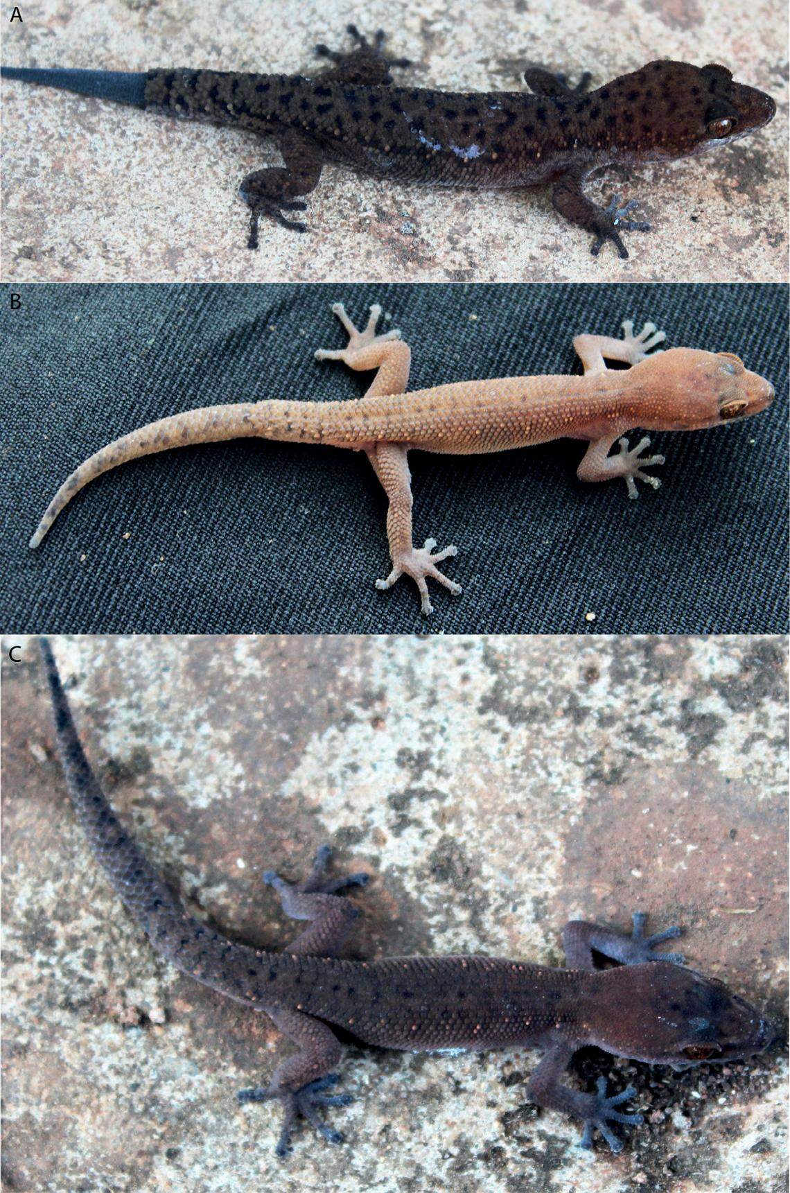 Three specimens of Muangfuang leaf-toed gecko or Dixonius muangfuangensis. From top to bottom, the geckos are an adult male, adult female and juvenile male.