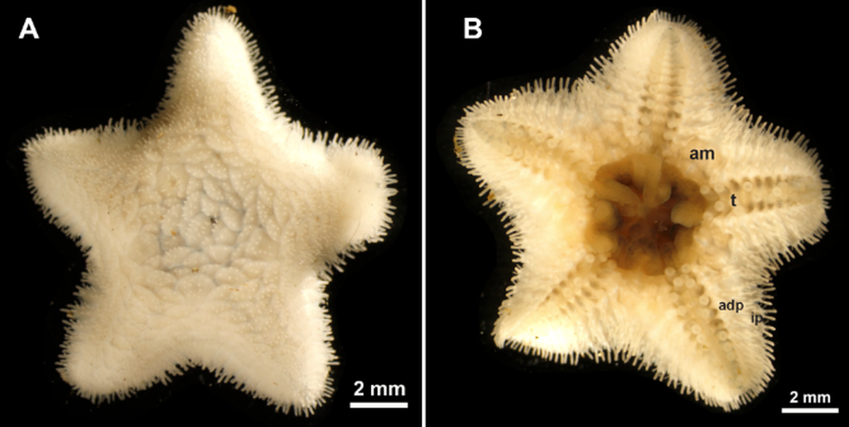 Caymanostella scrippscognaticausa has irregular plates creating the appearance of flower petals on the top of its body.