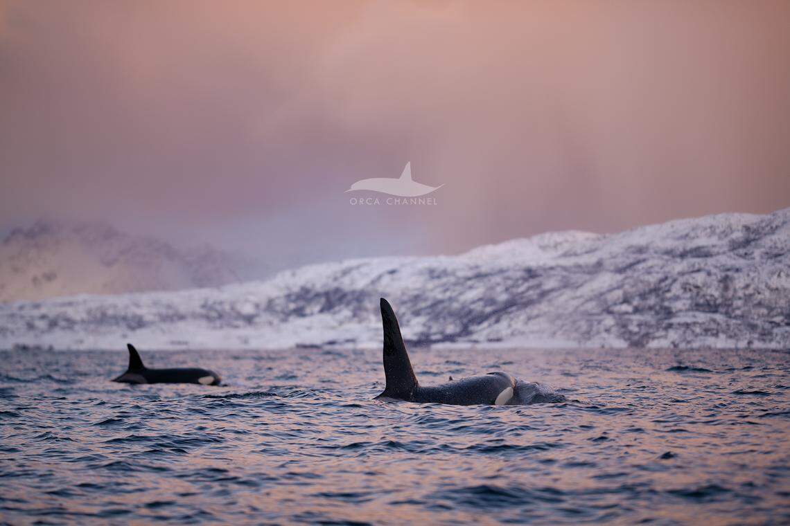 Young whales often practice their hunting skills on smaller animals, experts said.