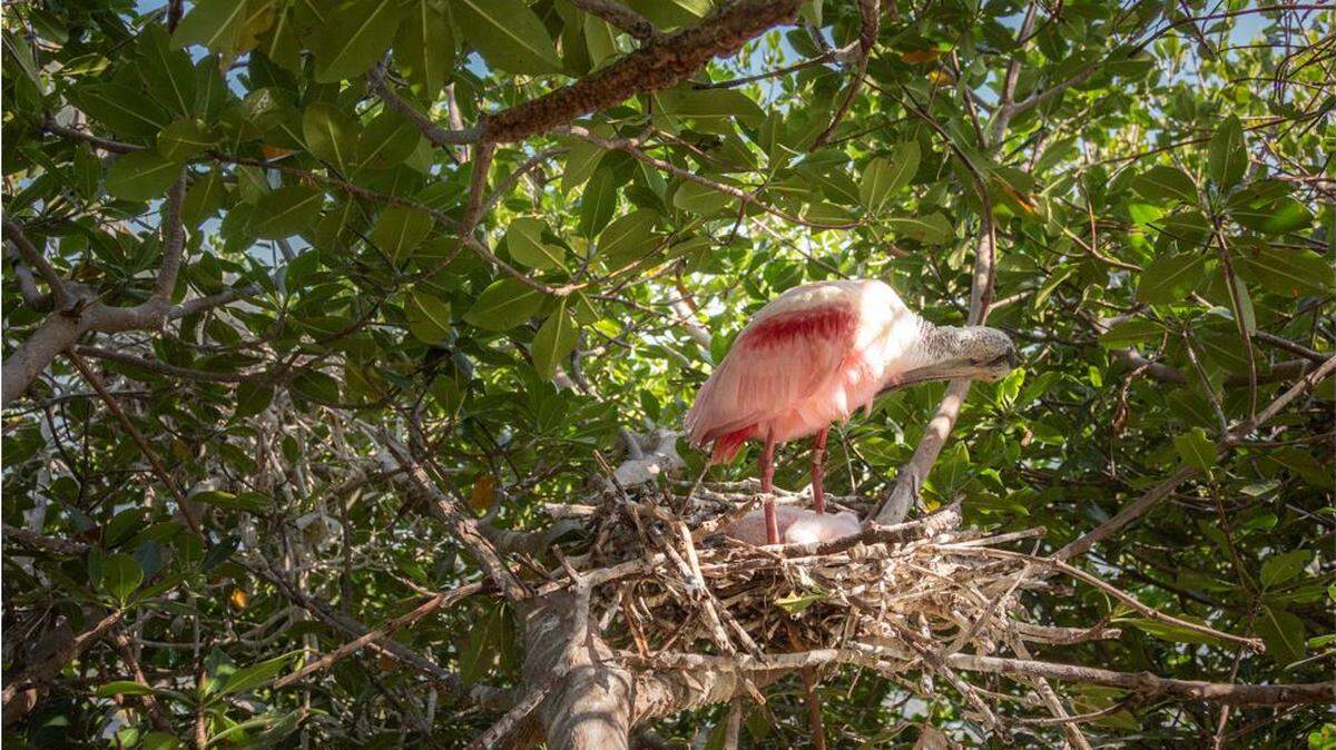 An Audubon Florida trail camera aimed at a nest in Florida Bay caught a glimpse of an 18-year-old roseate spoonbill, believed to be the oldest spoonbill ever documented.
