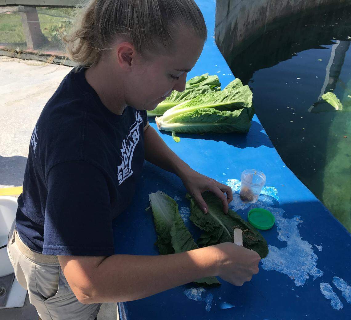 Leah Brewer, a veterinarian technician at the Miami Seaquarium, prepares an antibiotic mixture that is smeared on lettuce to be given to an injured manatee on Friday, Oct. 11, 2019.