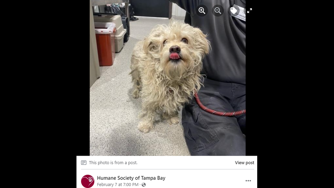 A young dog, covered in mats, was found as a stray in Tampa and brought to the Humane Society, the rescue said.