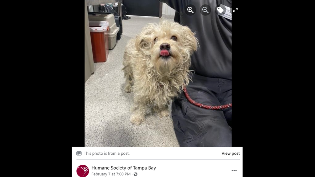A young dog, covered in mats, was found as a stray in Tampa and brought to the Humane Society, the rescue said.