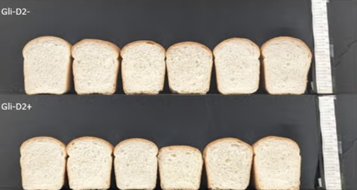The structure of the bread made from the new wheat was the same if not better than normal bread, researchers said.