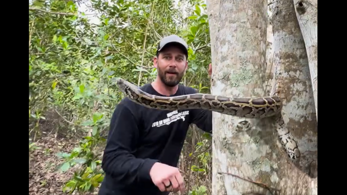 When one of the hunters tried to grab the invasive snake, it came out of the tree at him, video shows.