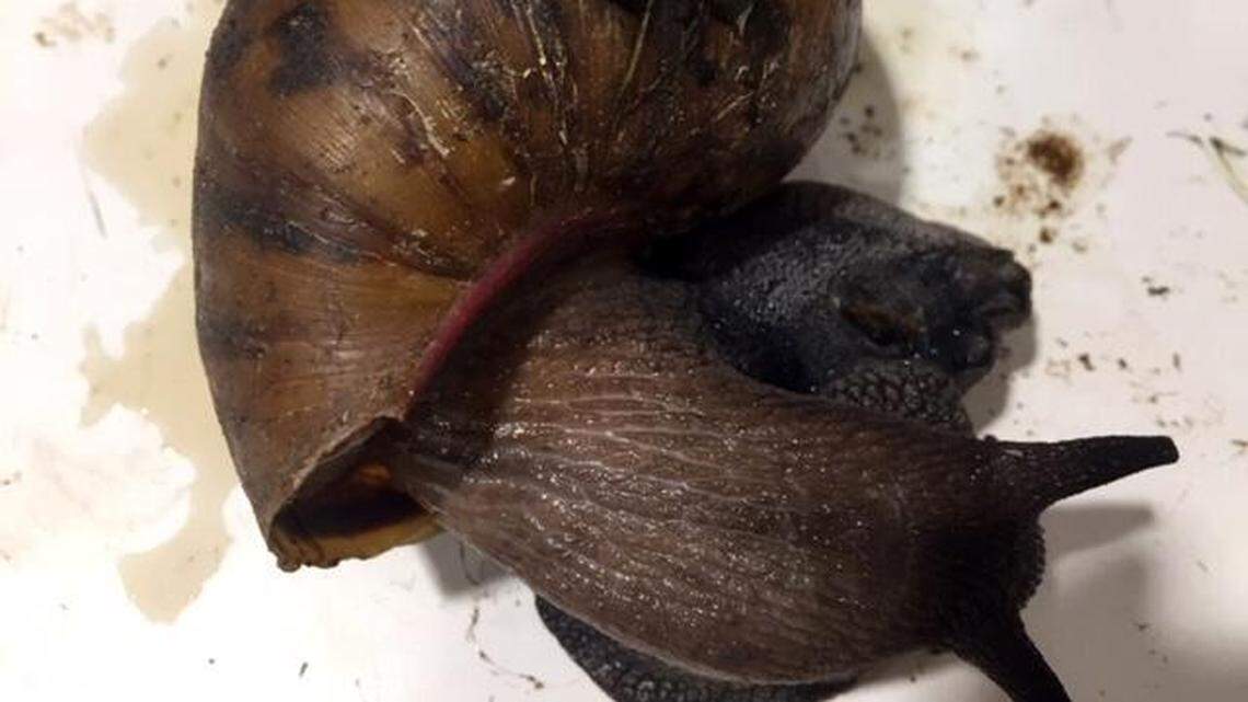 Twenty-two Giant African snails were discovered in a traveler’s baggage at an airport in New York, officials say.
