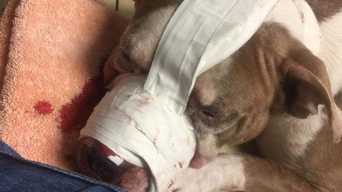 Juicyy, an 8-year-old pit bull, was shot in the head Nov. 5, 2018, by a Coral Springs officer after the officer says she charged at him.