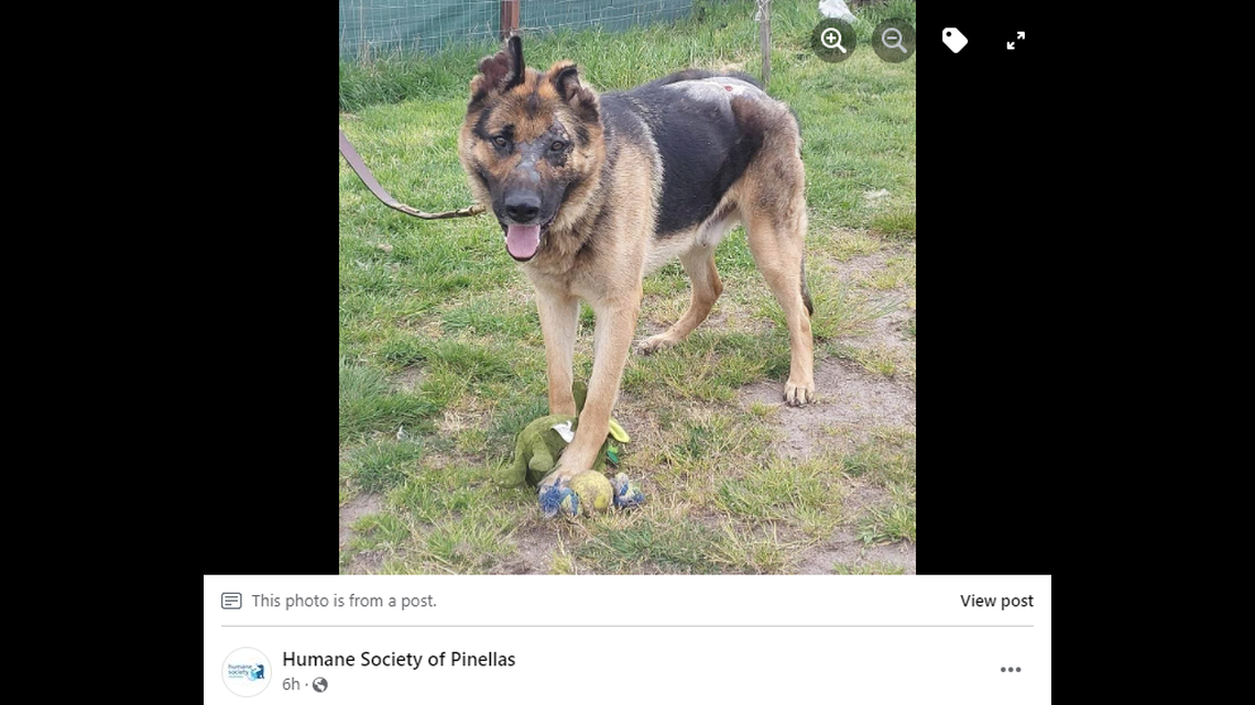 Crater has been going through training at the shelter, but will require a home with a more experienced dog owner, the shelter said.