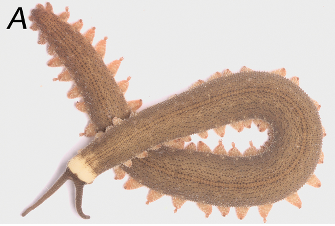 One side of the worm has more legs than the other, researchers said.