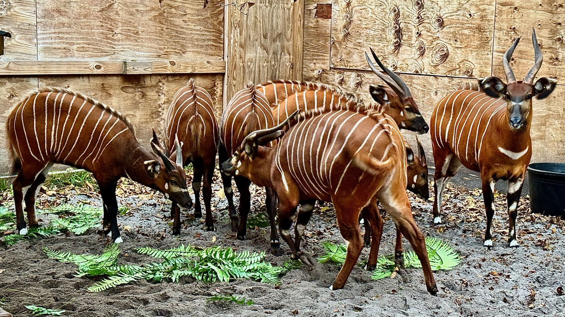 There are fewer than 100 mountain bongo antelopes left in the wild.