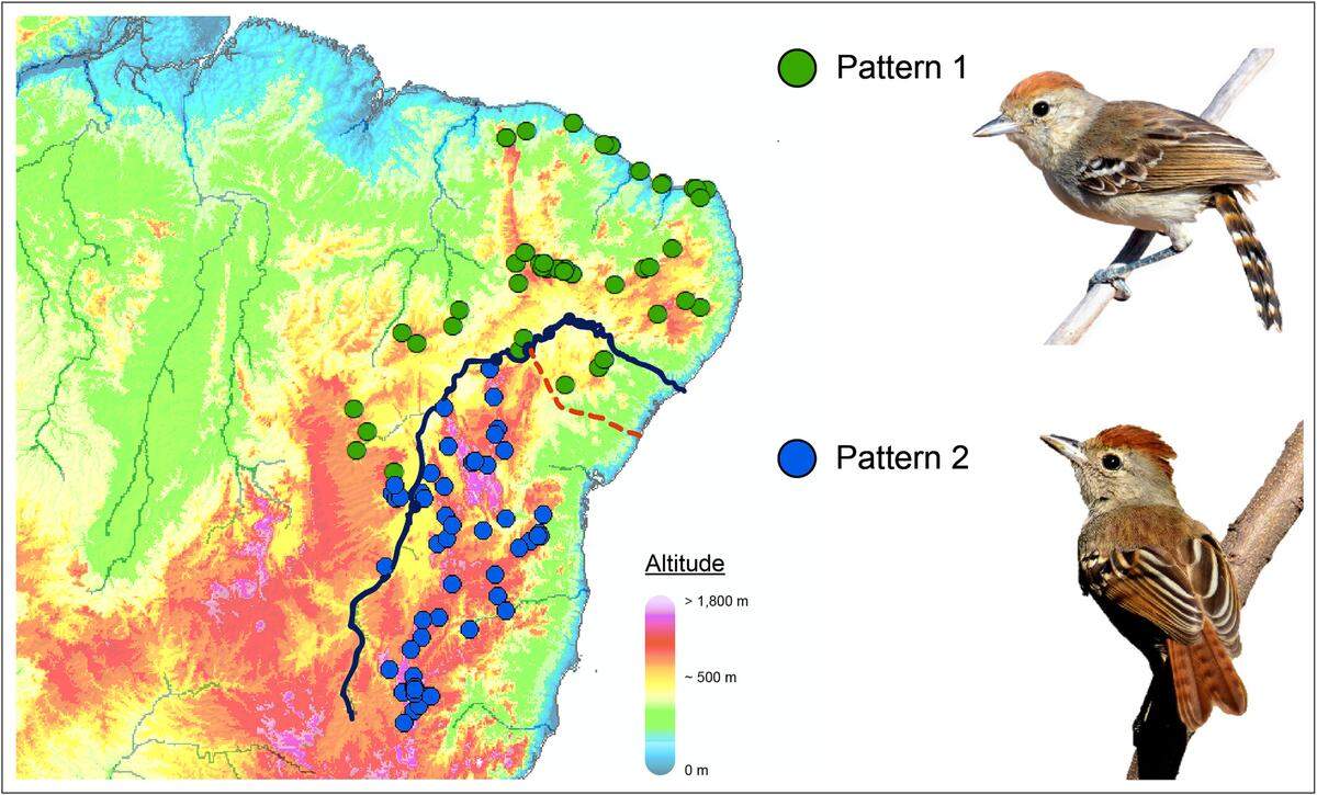 The northern birds looked different from those living south of the river, researchers found.