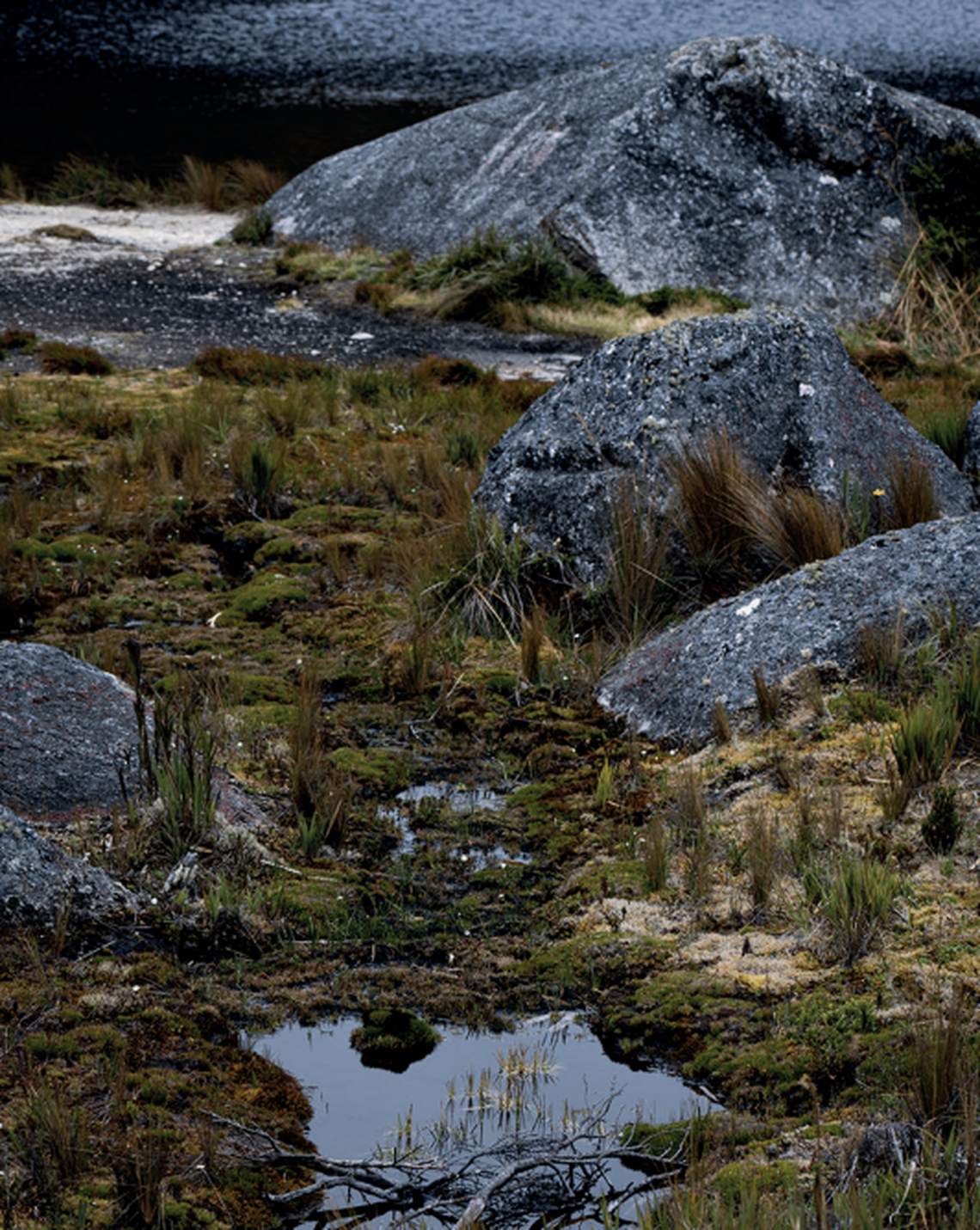 The lagoon where the carnivorous plants were found.