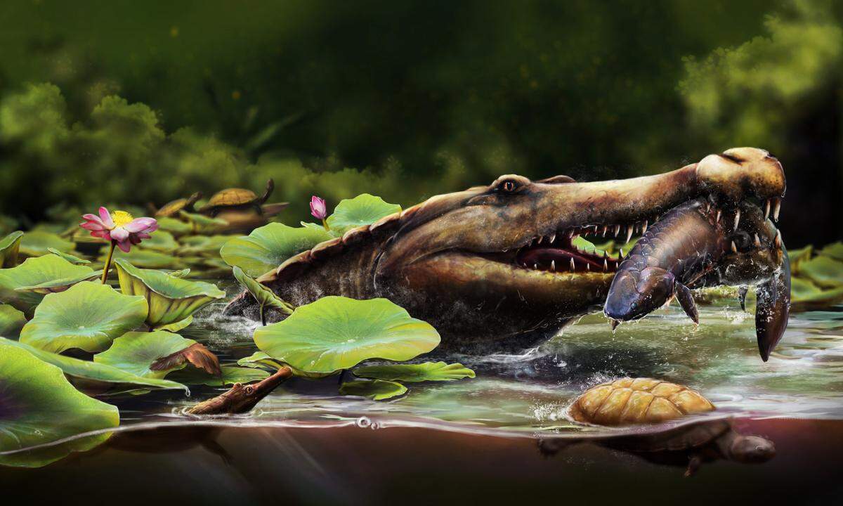 The prehistoric crocodile ancestor lived 80 million years ago.