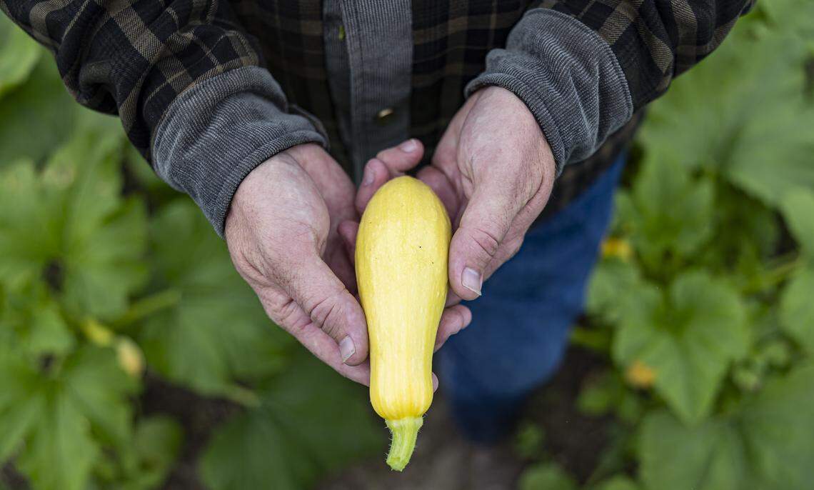 Farm manager David Torbert, 32, holds a squash as an irrigation system waters crops while he and his staff prepare for a cold front expected over the weekend and into next week across South Florida on Friday, Jan. 30, 2026, in Homestead, Fla.
