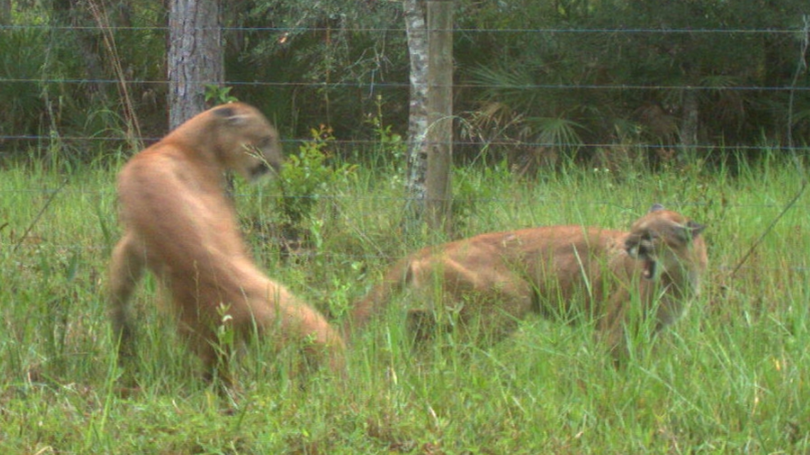 A trail camera in Charlotte County, Florida, captured what may be the first ever photos of panthers mating in the state.
