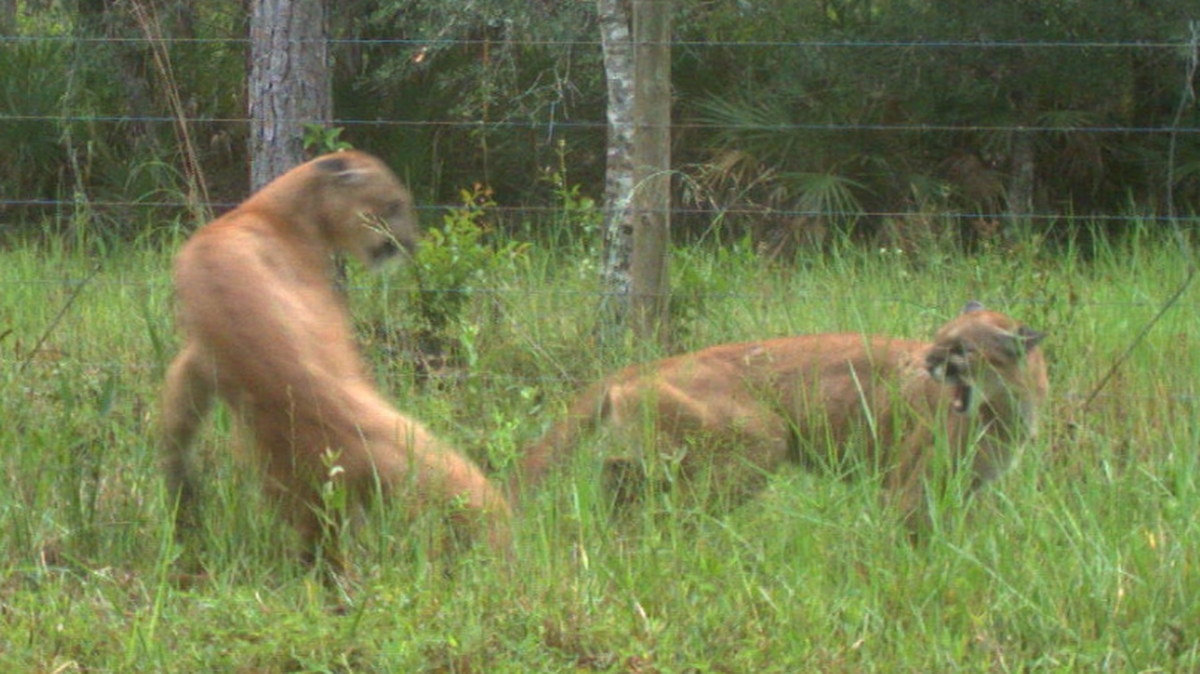 A trail camera in Charlotte County, Florida, captured what may be the first ever photos of panthers mating in the state.