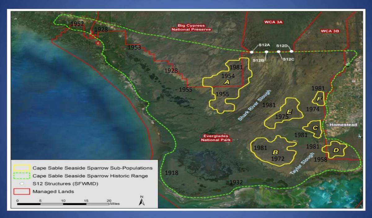 Until 2021, the Cape Sable seaside sparrow could be found in six locations in Everglades National Park. Helicopter surveys found none in Subpopulation A. Researchers later discovered a nest with a male and female bird, but the nest failed.