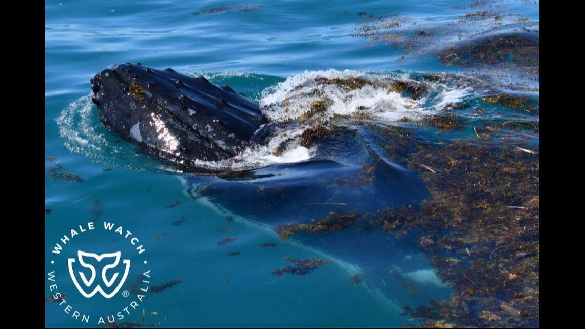 The tour agency described the encounter as “a whale day spa.”