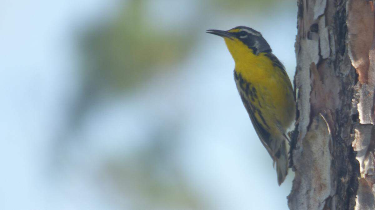 In 2018, researchers David Pereira and Matthew Gardner, both students in the University of East Anglia in the United Kingdom, visited the Bahamas to do fieldwork on its threatened bird species. The Bahama warbler has gone from being threatened to endangered after Hurricane Dorian in 2019.