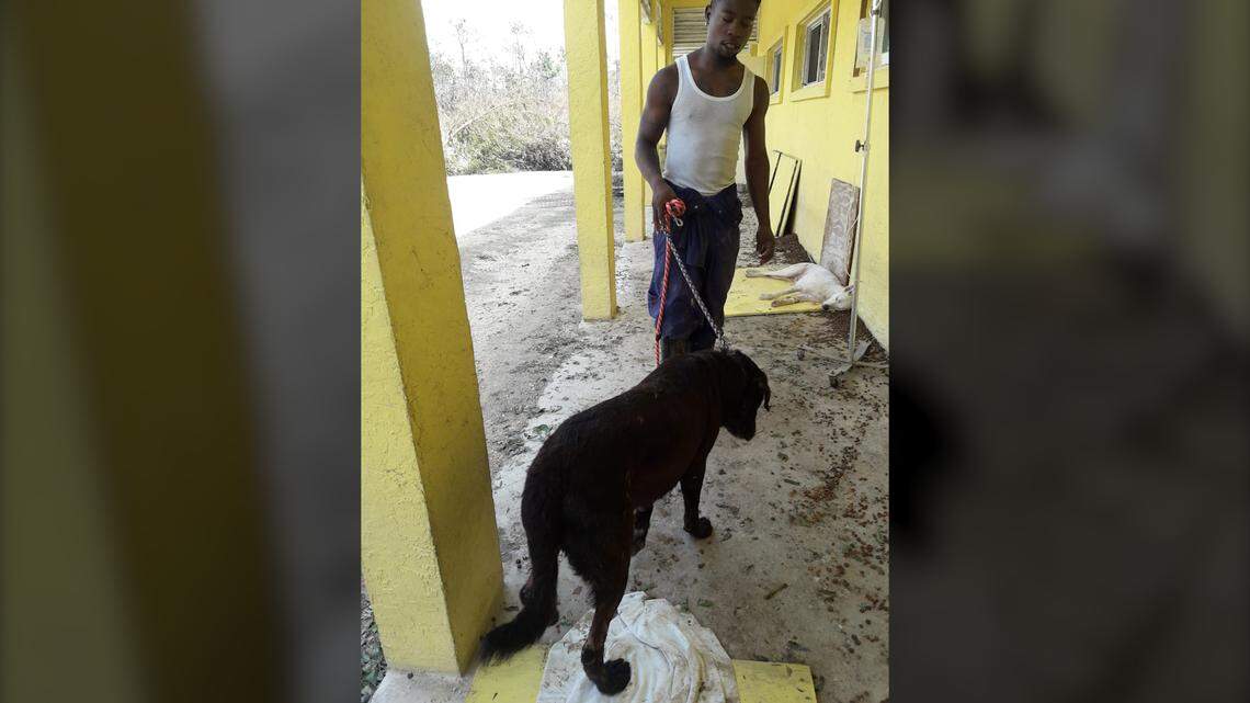 Many of the dogs that died were long-term residents of the Humane Society of Grand Bahama. Others were entrusted to them by pet owners who evacuated or couldn’t care for them during the storm.