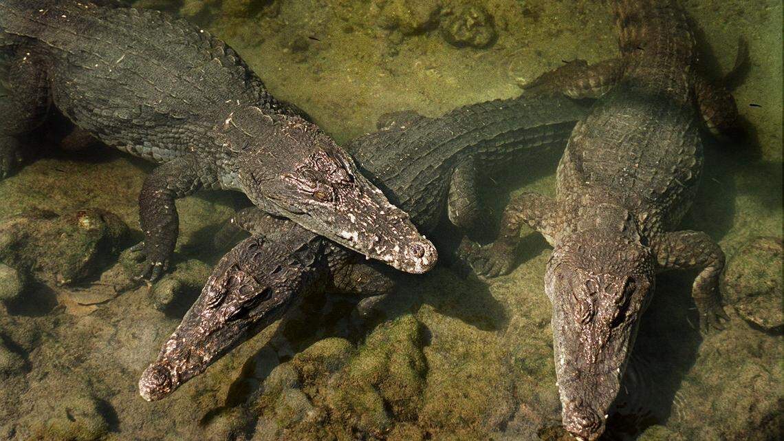In June 2000, the Miami Seaquarium officially opened one of the largest Nile crocodile exhibits in Florida. In Africa, the Nile crocodile accounts for more human deaths than any other carnivorous animal.  On June 3, 2018, a crocodile jumped out of the water along Lake Abaya in southern Ethiopia and killed a Protestant pastor as he conducted a baptism ceremony.
