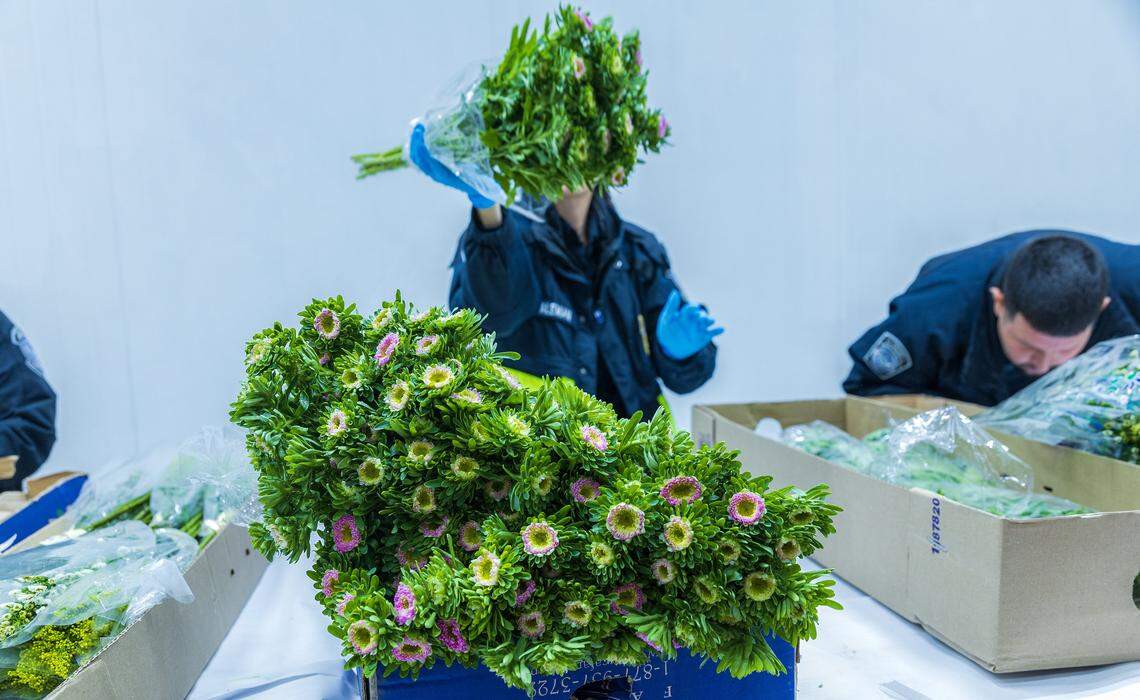 U.S. Customs and Border Protection officers conducts a rigorous inspection of imported flowers arriving from Colombia and Ecuador, to detect pests and diseases threatening U.S. agriculture, ahead of Valentine's day in the Avianca Cargo Warehouse at Miami International Airport, in Miami, on Friday Feb 06, 2026