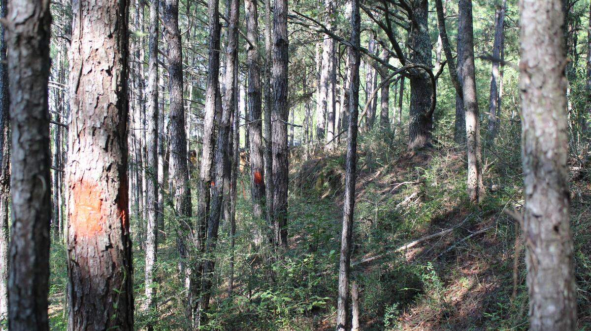Mississippi’s black bear population was down to just 40 bears in in 2002, but is rebounding with the help of protections and a tracking program, the state says.