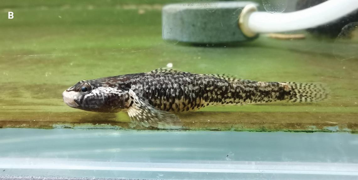 The females of the species (pictured) are a bit more yellow than the males, researchers said.