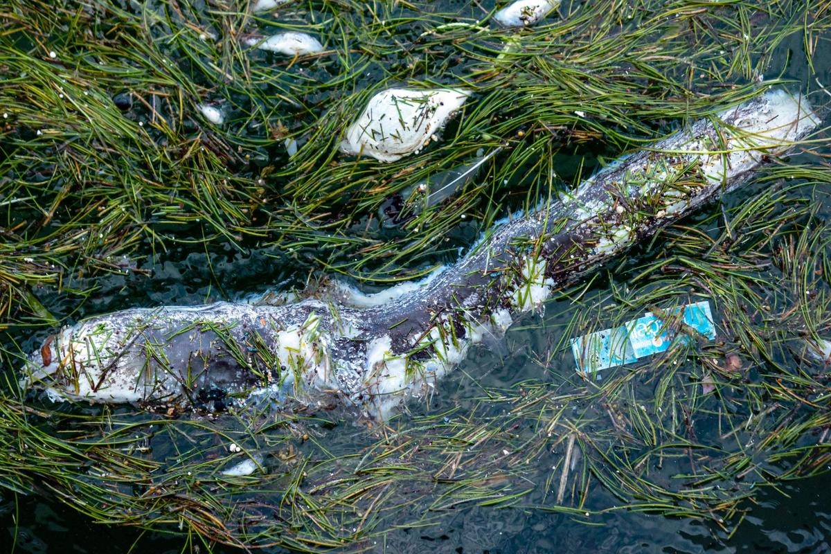 A dead eel floats on the surface of the water after a fish kill in Biscayne Bay, in Downtown Miami, Florida, on Wednesday, August 12, 2020.