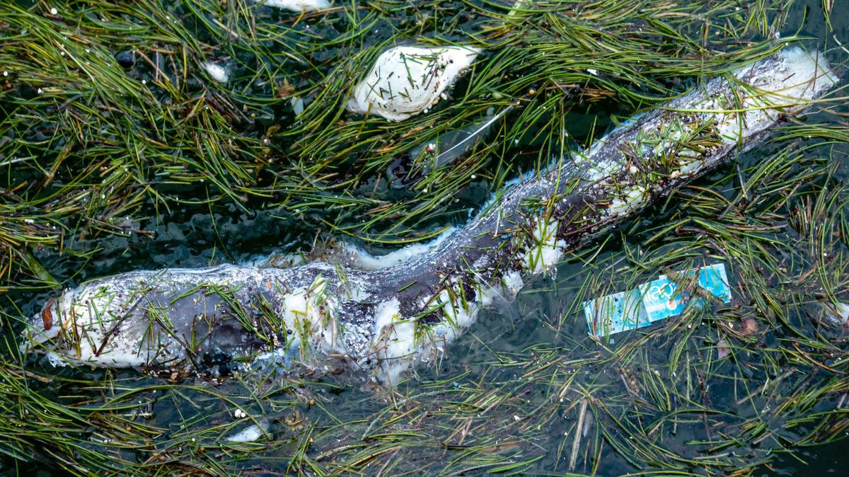 A fish kill on Biscayne Bay in August 2020 helped propel new fertilizer restrictions that Miami-Dade County commissioners passed on April 20, 2021. The rules will ban most applications of fertilizer during the rainy season in Miami-Dade, between mid-May and October. Farms, nurseries and golf courses are exempt from the rules.