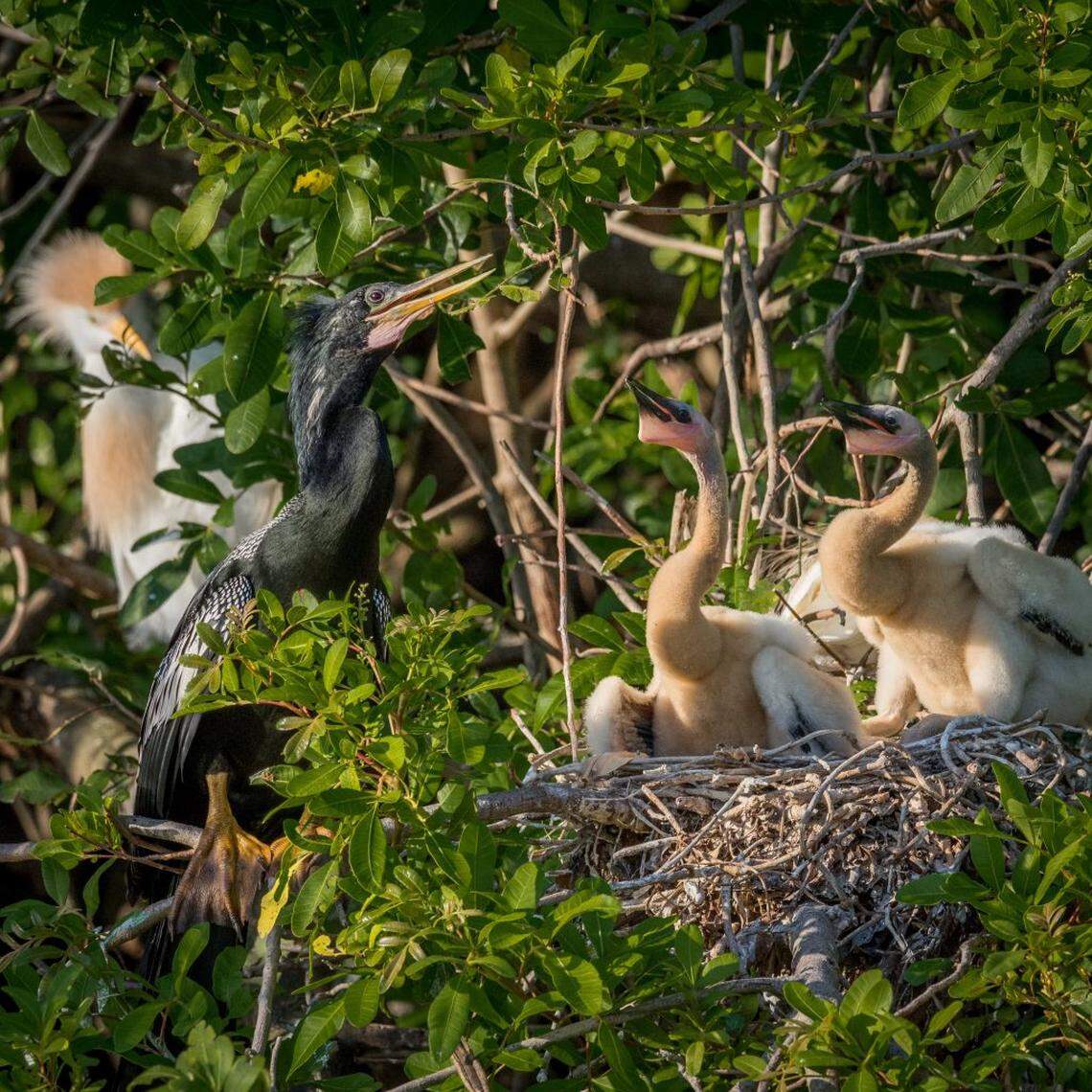 Anhinga with chicks at the bird rookery on the old Calusa golf course in Kendall. Dennis Horn