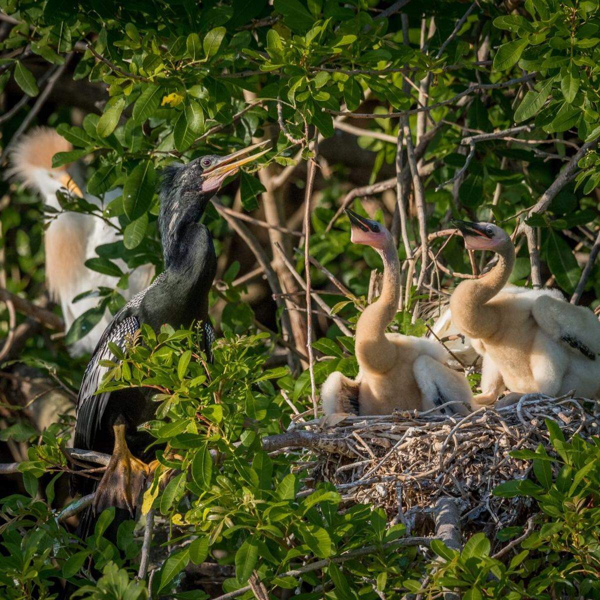 Anhinga with chicks at the bird rookery on the old Calusa golf course in Kendall. Dennis Horn