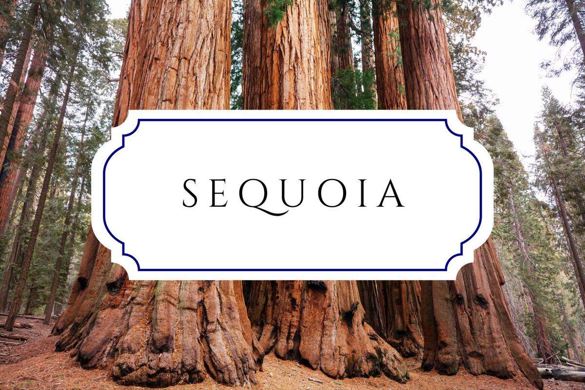 botanical baby names sequoia