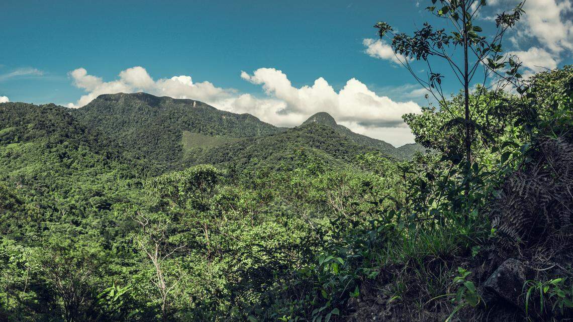 Scientists walking at night in the Junín mountains found a new species of animal, the study said. The photo shows a representative forest in Peru.