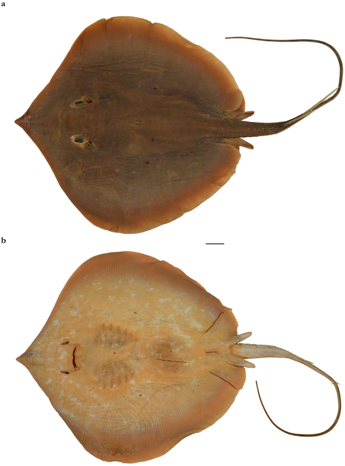 A male sandwich-tail whipray collected from the Arabian Sea near Pakistan.