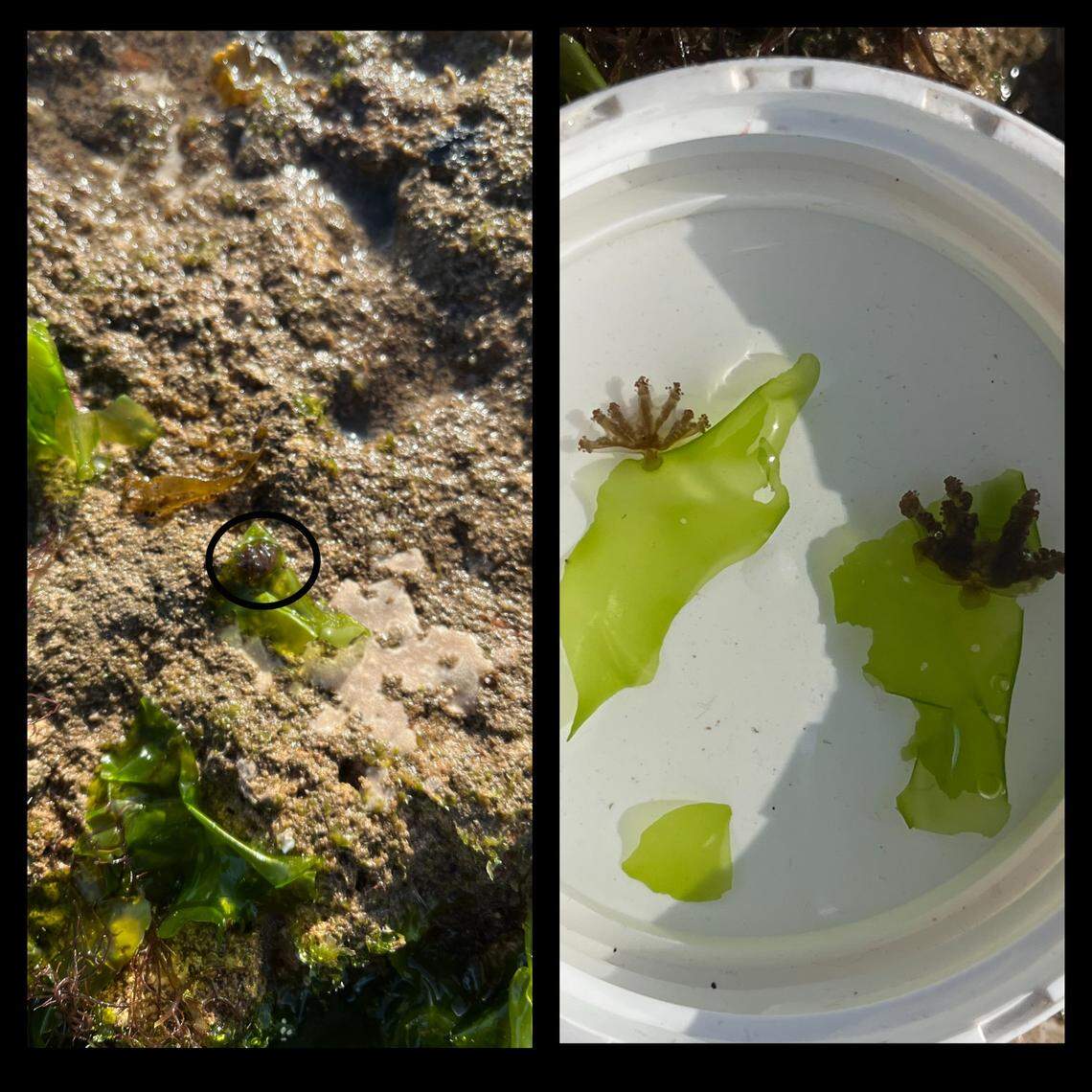 The jellyfish has a trumpet-shaped body that it uses to cling to rocks and algae, researchers said.
