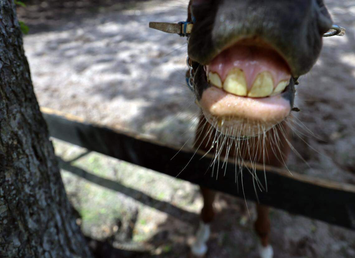 Pegasus, a miniature therapy horse, places his head between the wood fence of the manége on Monday, Aug. 25, 2025, at Elysian Stables in Miami. 