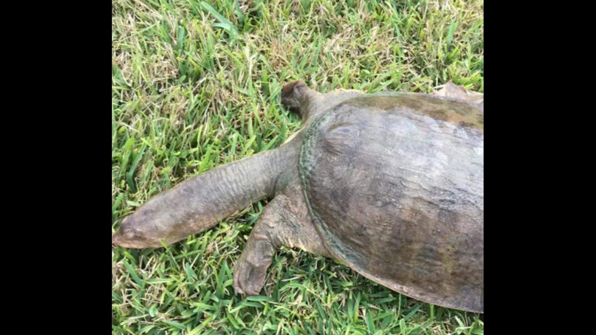 Sick softshell turtles are slow and lethargic.