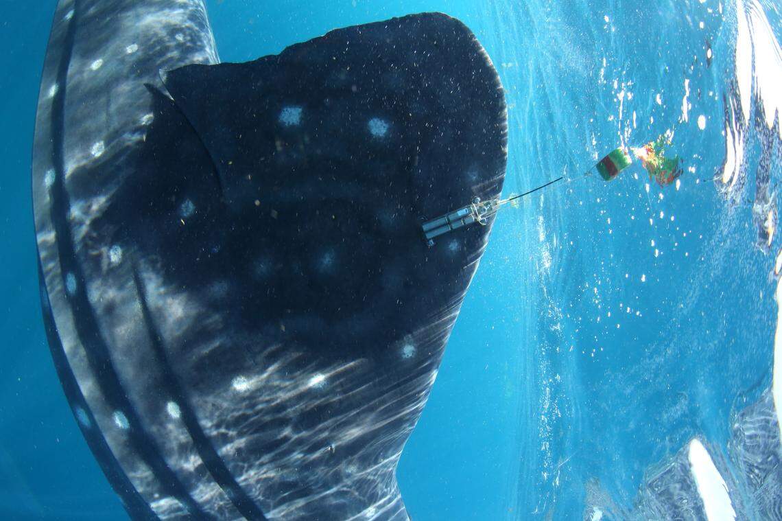 Rio Lady was fit with a SPOT tag, a type of satellite tracker that sends a signal when the tag comes out of the water, researchers said.
