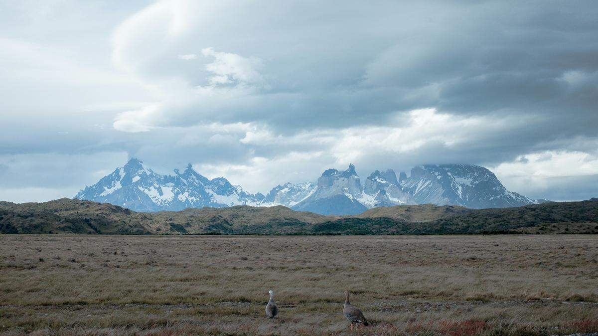 A new species of prehistoric creature was discovered in a salt flat in Patagonia, Argentina.