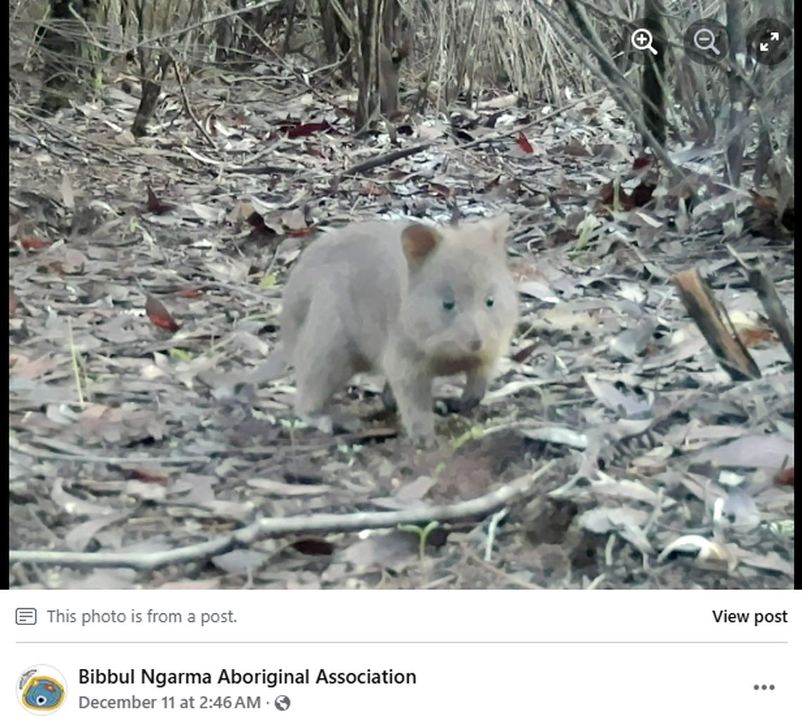 The quokkas have appeared in a new forested area of southwestern Australia for the first time.