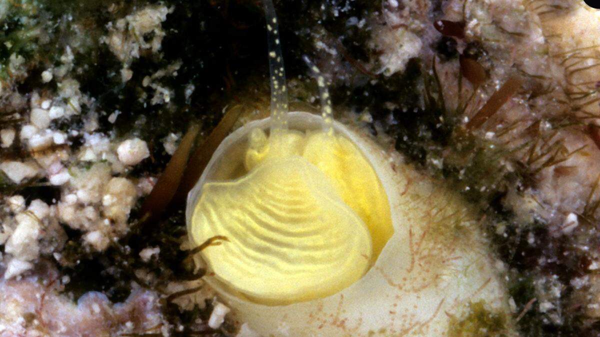 A newly discovered snail, Cayo margarita, or margarita snail, is attached to coral off the Florida Keys.