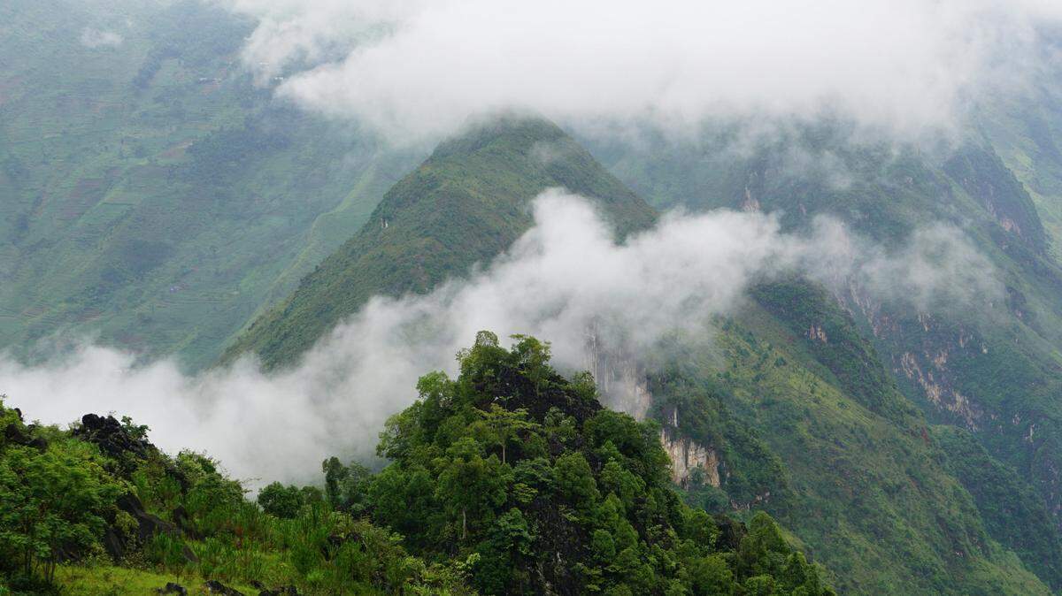 In the northern mountains of Vietnam, a new species was discovered along the road.