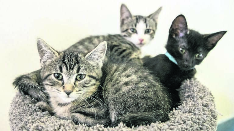 Feeding stray cats in your community? The association may have something to say