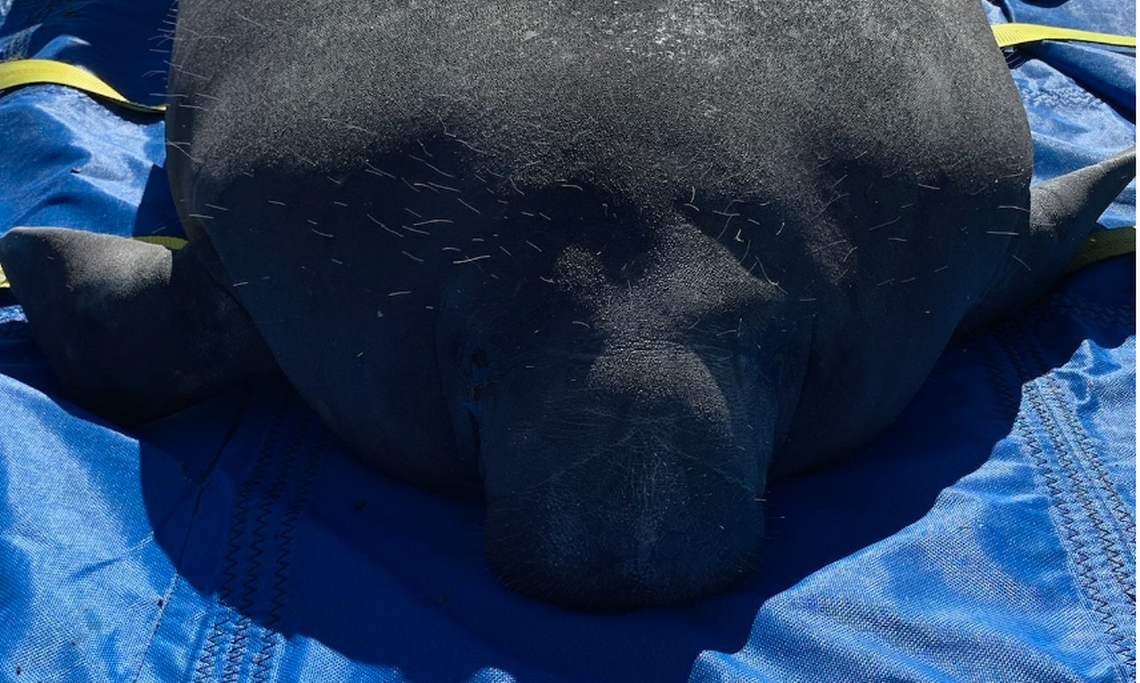Manatee Piccolina getting ready for her release