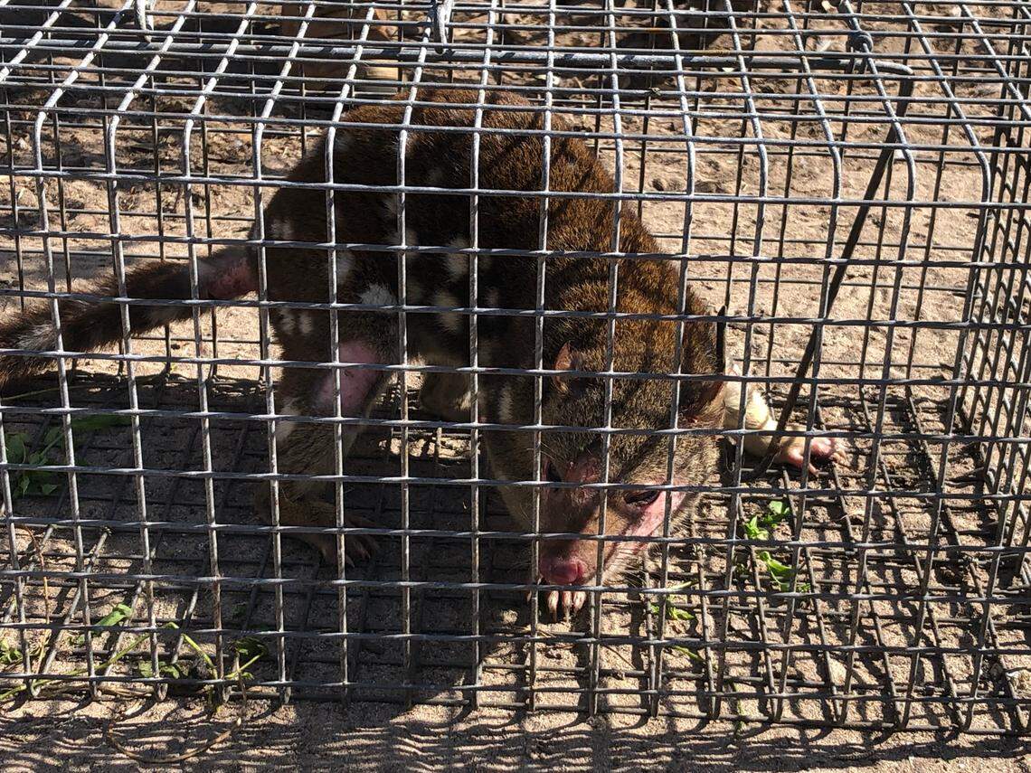 A photo show the spotted-tailed quoll in a metal cage.