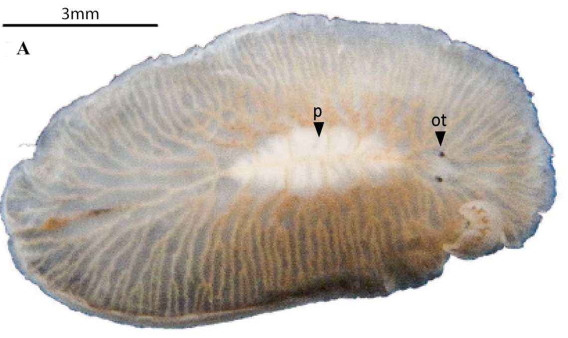 S. sisalensis had a brown tint to its clear body because of its last meal still moving through its visible intestines, researchers said.