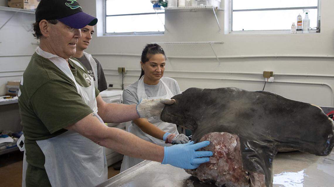 Florida researchers found a stingray barb lodged in the jaw of this 12-foot great hammerhead shark, according to the Florida Wildlife Research Institute.